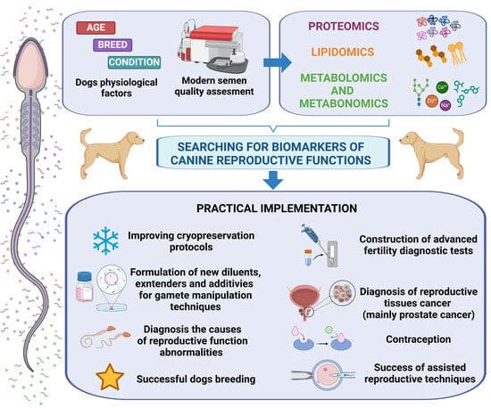 découvrez tout ce que vous devez savoir sur la reproduction canine, des cycles de chaleur aux soins des chiots. informez-vous sur les aspects essentiels pour assurer la santé et le bien-être de votre chienne et de sa portée.