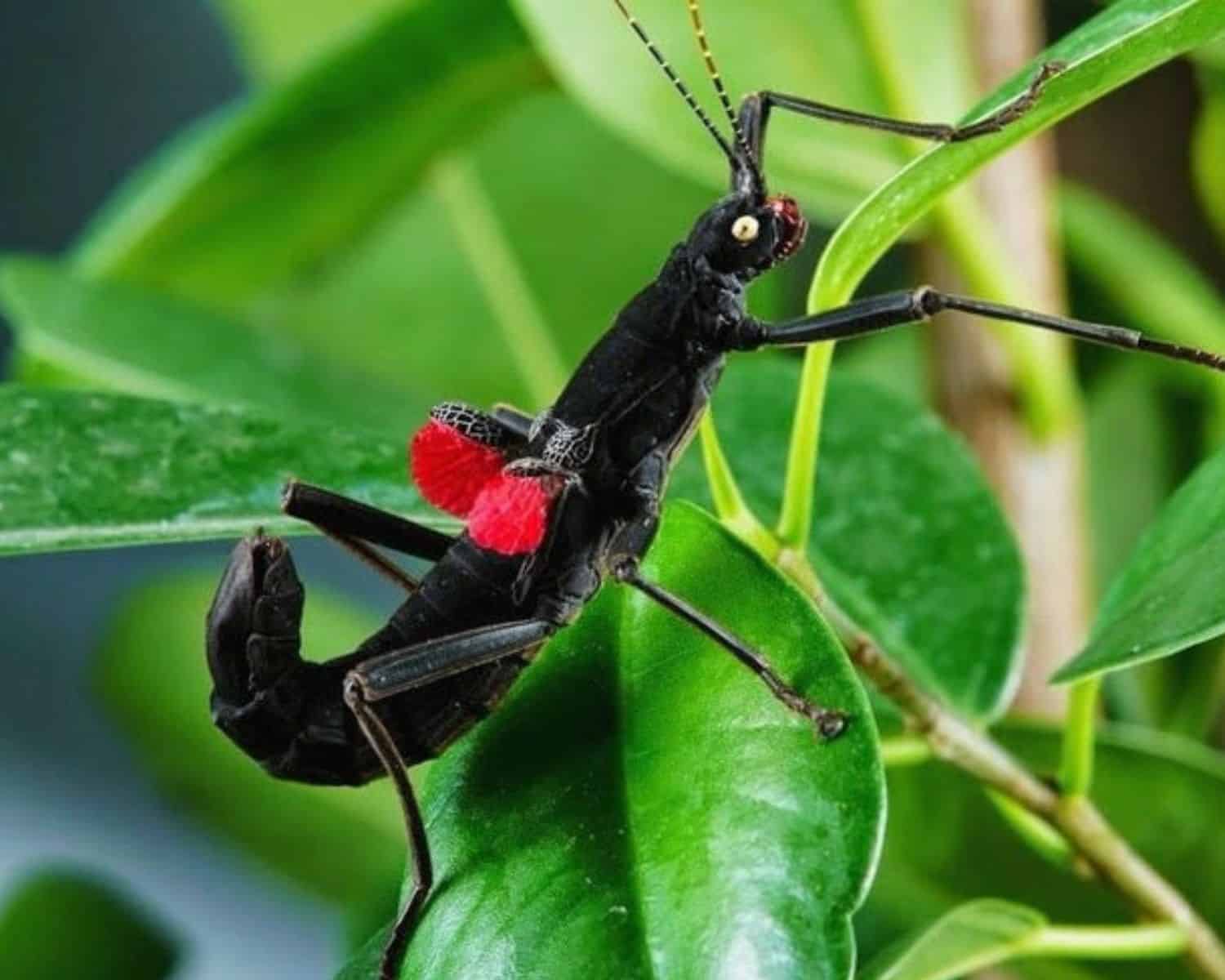 découvrez tout ce qu'il faut savoir sur l'alimentation des phasmes, ces fascinants insectes camouflés. apprenez à nourrir vos phasmes de manière adéquate pour favoriser leur croissance et leur bien-être, tout en explorant les différentes espèces et leurs besoins spécifiques.